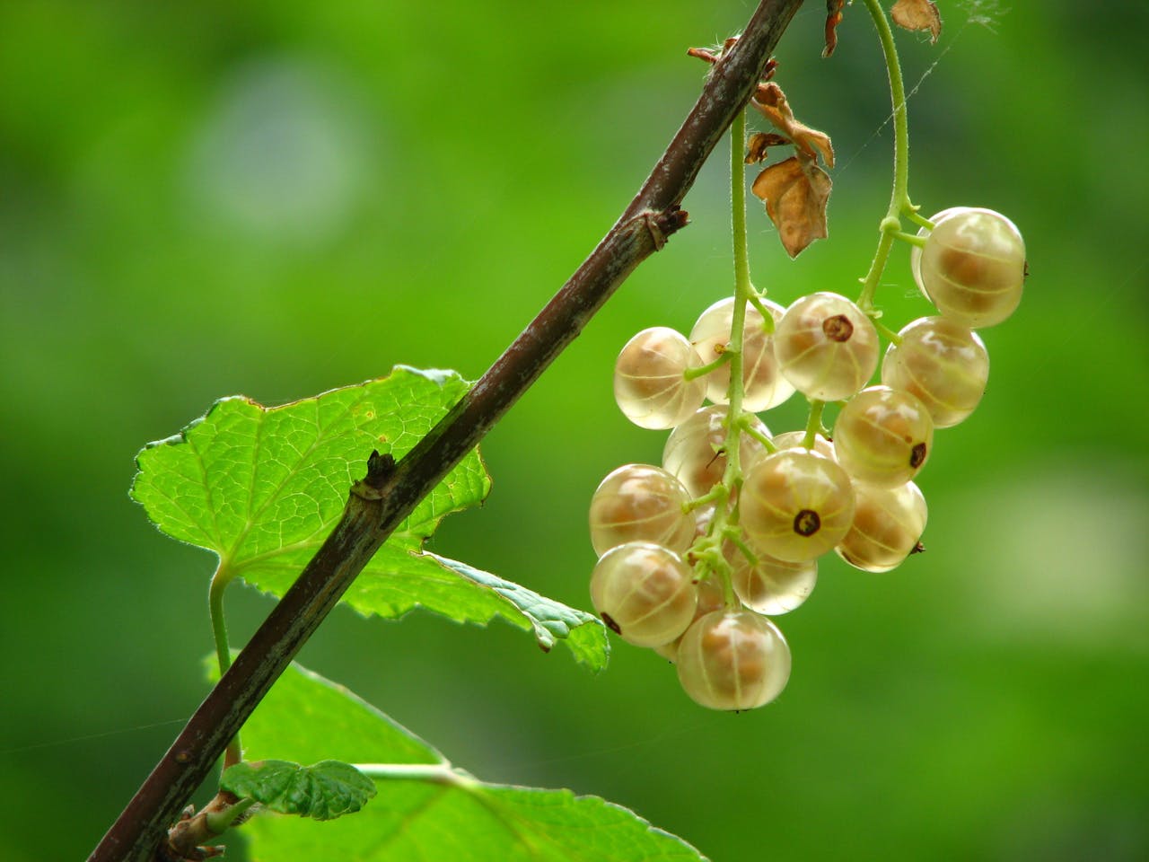 Gooseberry fruit for hair growth and to cure premature grey hair